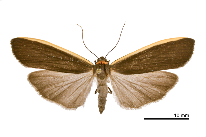 Ghoria bani Male